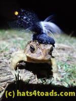 /home//u458753944/public_html/sourcegallery//////Roxborough Toad Detour/2022/2022-03-07/P3070853.JPG